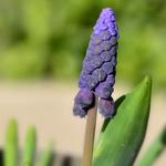 Muscari latifolium - Druifhyacint, Blauwe druifjes, Breedbladige druifhyacint