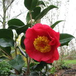 Camellia japonica 'R.L. Wheeler' - Camelia