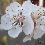 Prunus armeniaca 'Tros Oranje' - Abrikoos