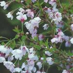 Prunus incisa 'Kojou-no-mai' - Chinese dwergsierkers