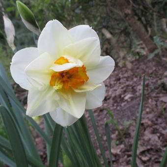 Narcissus 'Flower Drift'