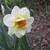 Narcissus 'Flower Drift'