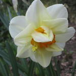 Narcissus 'Flower Drift' - Dubbele narcis