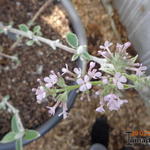 Buddleja crispa - Vlinderstruik