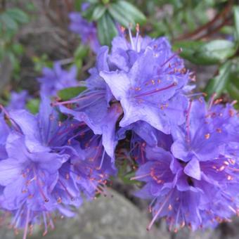 Rhododendron 'Azurika'