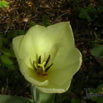 Tulipa ' 'Yokohama'  - Tulp