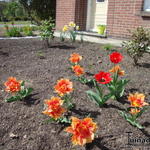 Tulipa 'Willem van Oranje' - Tulp