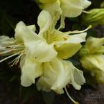 Rhododendron 'Curlew' - Dwergrhododendron, Alpenroos