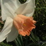 Narcissus 'Accent' - Narcis