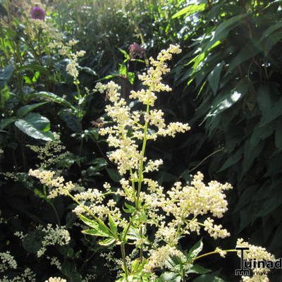 Alsem, Bijvoet - Artemisia lactiflora 'Guizhou'