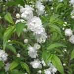 Prunus glandulosa 'Alba Plena'  - Witte amandel