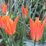 Tulipa 'Alexandra' - Tulp