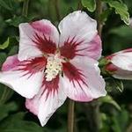 Hibiscus syriacus 'Hamabo' - Althaeastruik