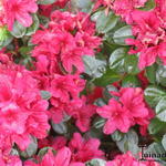 Rhododendron  'Thierry' - Japanse azalea