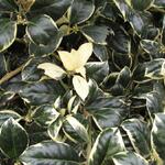 Ilex aquifolium 'Golden van Tol' - Bonte hulst