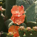 Opuntia - Schijfcactus