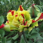Tulipa 'Double Flaming Parrot' - Tulp, papegaaitulp