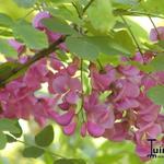 Robinia margaretta 'Casque Rouge' - Valse acacia