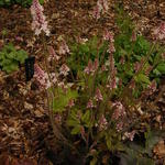 Tiarella cordifolia 'Pink Brushes' - Schuimbloem/Perzische muts