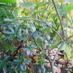 Cyphomandra corymbiflora - Boomtomaat, dwergboomtomaat