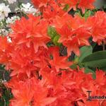 Rhododendron 'Koster's Brilliant Red' - Azalea, tuinazalea