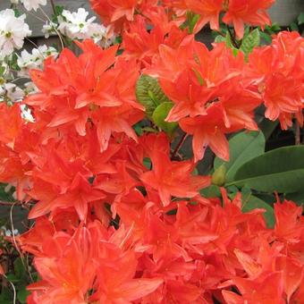Rhododendron 'Koster's Brilliant Red'