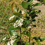 Aronia x prunifolia 'Viking'  - Appelbes