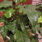 Philodendron xanadu - Philodendron