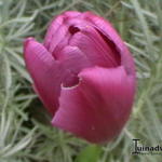Tulipa 'Purple Prince' - Tulp