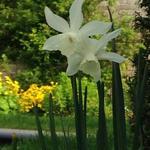 Narcissus 'Papillon Blanc' - Narcis