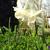 Narcissus 'Papillon Blanc'