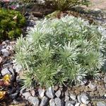 Artemisia schmidtiana - Alsem