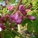 Robinia hispida  - Ruwe Acacia, Rode regen