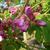 Robinia hispida