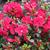 Rhododendron 'Moederkensdag'