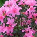 Rhododendron  'Madame van Hecke' - Japanse azalea