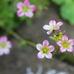 Saxifraga x arendsii 'Blütenteppich' - Steenbreek