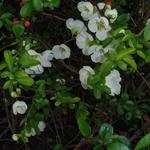 Chaenomeles  speciosa 'Nivalis' - Sierkwee