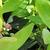 Kalmia  angustifolia ’Rubra’