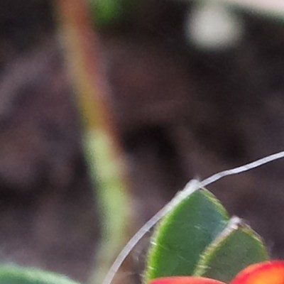 Wondklaver - Anthyllis vulneraria 'Coccinea'