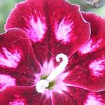 Dianthus 'Sops-in-Wine' - Anjer