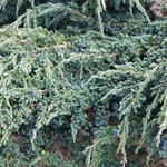 Juniperus squamata 'Meyeri' - Jeneverbes