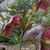 Helleborus orientalis 'Red Hybrids'