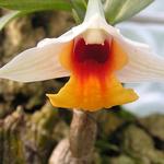 Dendrobium bellatulum - Orchidee