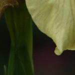 Iris foetidissima var. citrina - Stinkende lis, iris