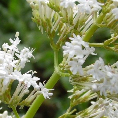 Witte spoorbloem (Rode Valeriaan) - Centranthus ruber 'Albus'