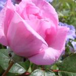 Rosa 'Ghita Renaissance' - Roos, klimroos