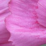 Dianthus gratianopolitanus 'Dinetta Pink' - Anjer