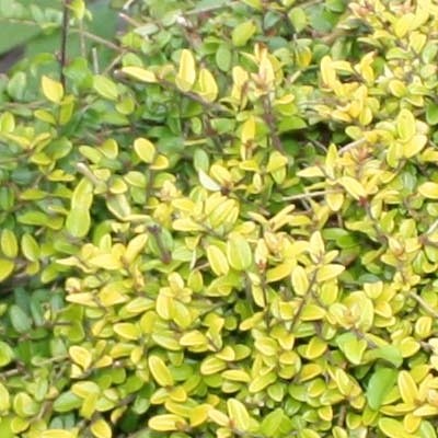 Chinese kamperfoeli - Lonicera nitida 'Maigrün'