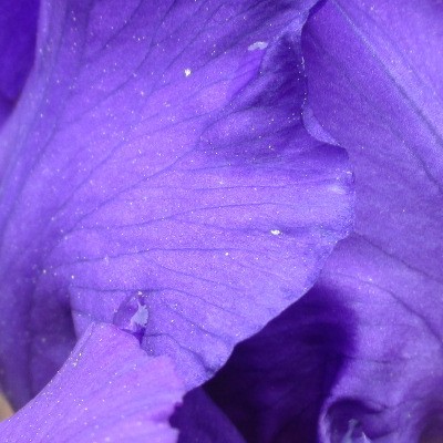 Baardiris, zwaardiris - Iris germanica  'Black Knight'